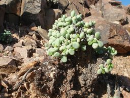 Portulacaria pygmaea new, old and rock